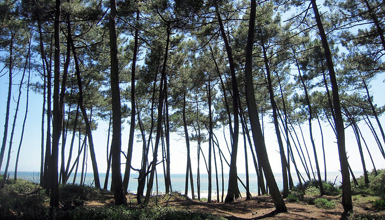 Forêt des Combots d'Ansoine, Poitou-Charentes © Patrick Janicek / Flickr